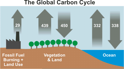 the-glowal-carbon-cycle